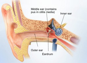 Anatomy of the Ear