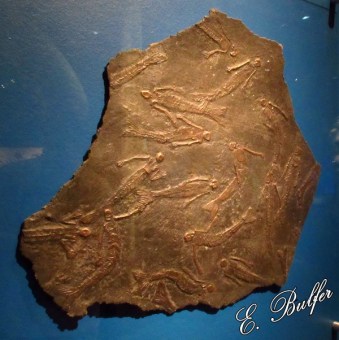 006 mermaid skeletons