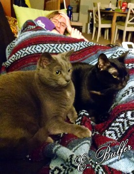 Cats in Bend of Legs