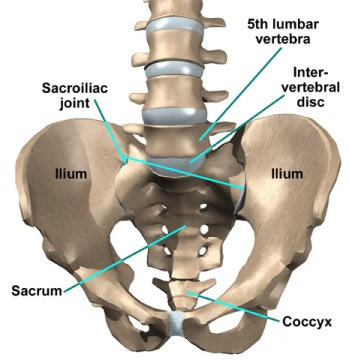pelvis-by-yarra-osteopathy