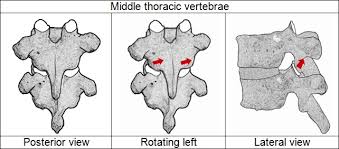 rotating-thoracic-by-safe-stretch