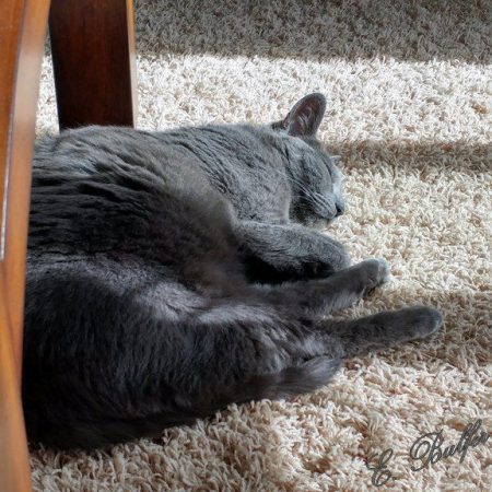 mikki-in-sunbeam-signed