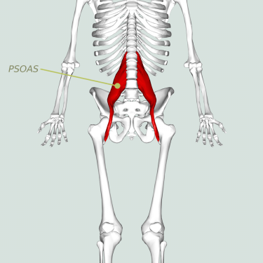 psoas_major_muscle08-1000
