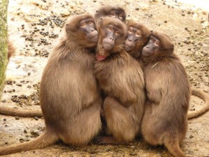 baboons-4371_1920