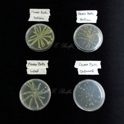 four petri dishes signed
